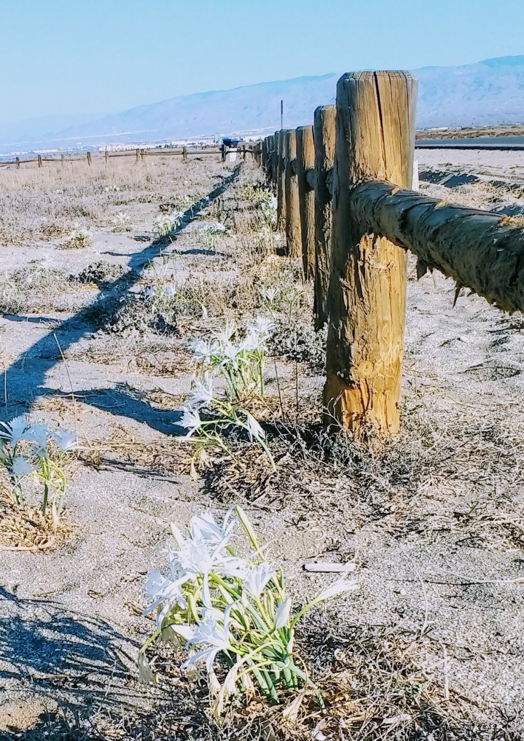 Diario del coronavirus. Parte&nbsp;XVIII