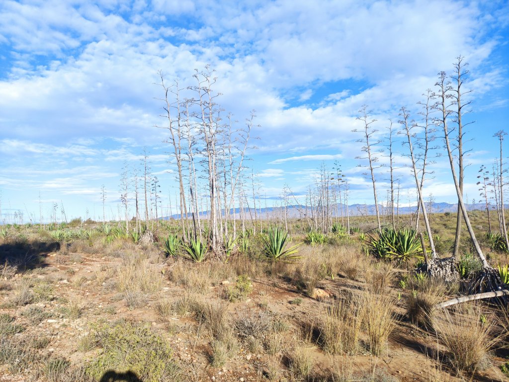 Compañerismo y magia