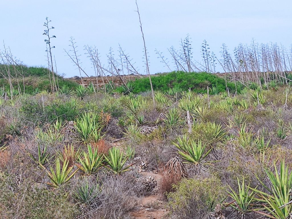 Inteligencia artificial